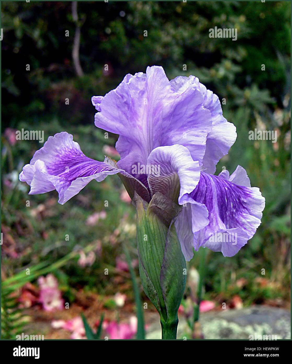 Cette œuvre présente des iris, une fleur populaire dans les études artistiques et botaniques. Les iris sont connus pour leur apparence frappante, avec des fleurs hautes et vibrantes et sont souvent représentés dans les natures mortes et l'art floral en raison de leur beauté et de leur symbolisme. Banque D'Images