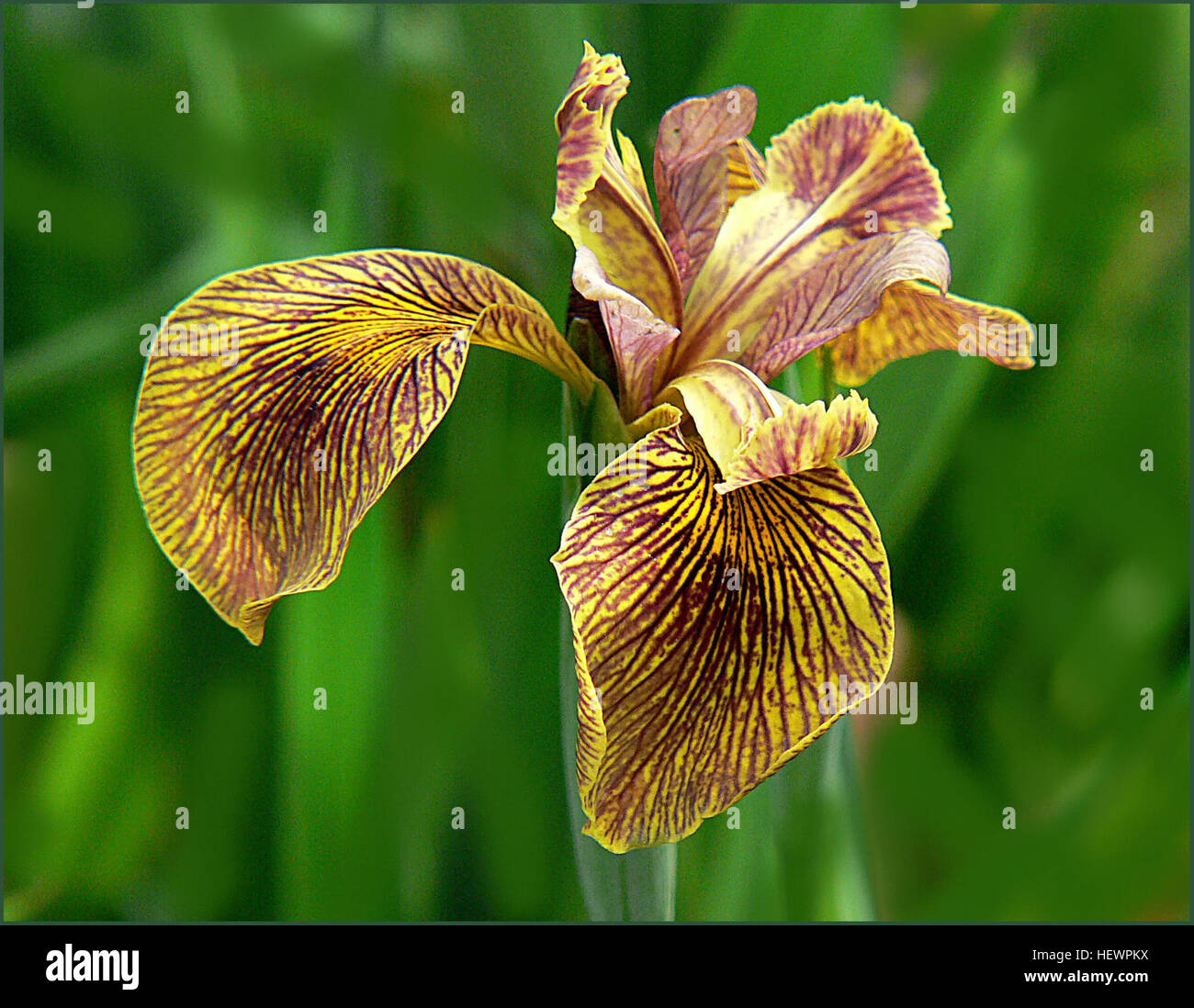 Cette peinture représente un amas de fleurs d'Iris, capturant leurs pétales délicats et leurs couleurs vibrantes. Les iris sont connus pour leur beauté et leurs significations symboliques, représentant la foi, la sagesse et l'espoir à travers diverses cultures. Banque D'Images