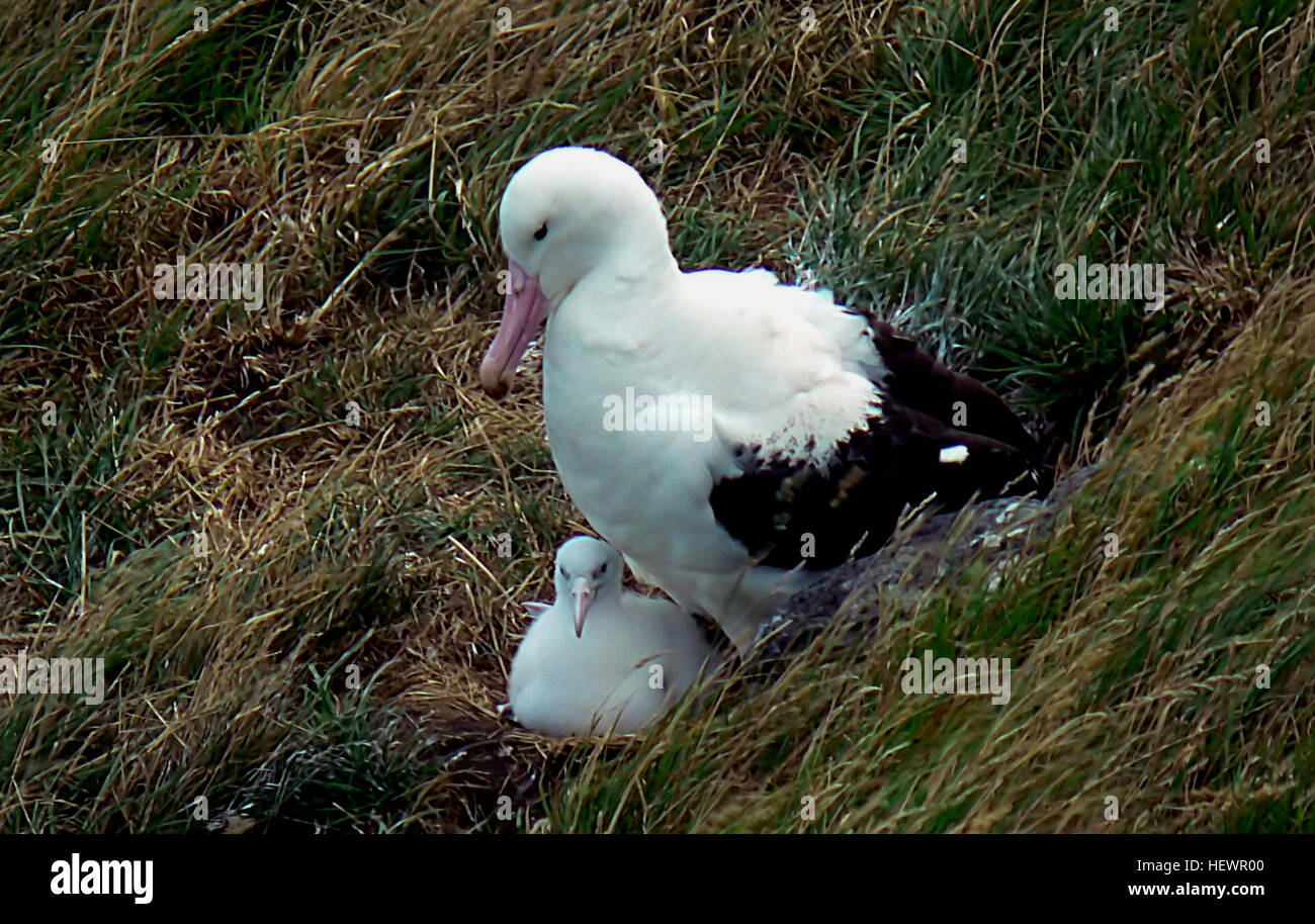 Le royal du nord est un énorme albatros blanc noir avec upperwings. En général, il s'accouple pour la vie et se reproduit uniquement en Nouvelle-Zélande. Reproduction biennal a lieu principalement sur les Soeurs et les Forty-Fours îles dans les îles Chatham. Il y a aussi une petite colonie à Taiaroa Head près de Dunedin, sur le continent, de la Nouvelle-Zélande, qui est une attraction touristique majeure. Royal du nord peuvent être observés tout au long de l'océan Austral à tout moment de l'année. La non-reproduction et jeunes oiseaux, y compris les oiseaux à part entière, qui vient d'entreprendre un tour du monde sous le vent dans l'océan Austral. Le principal w Banque D'Images