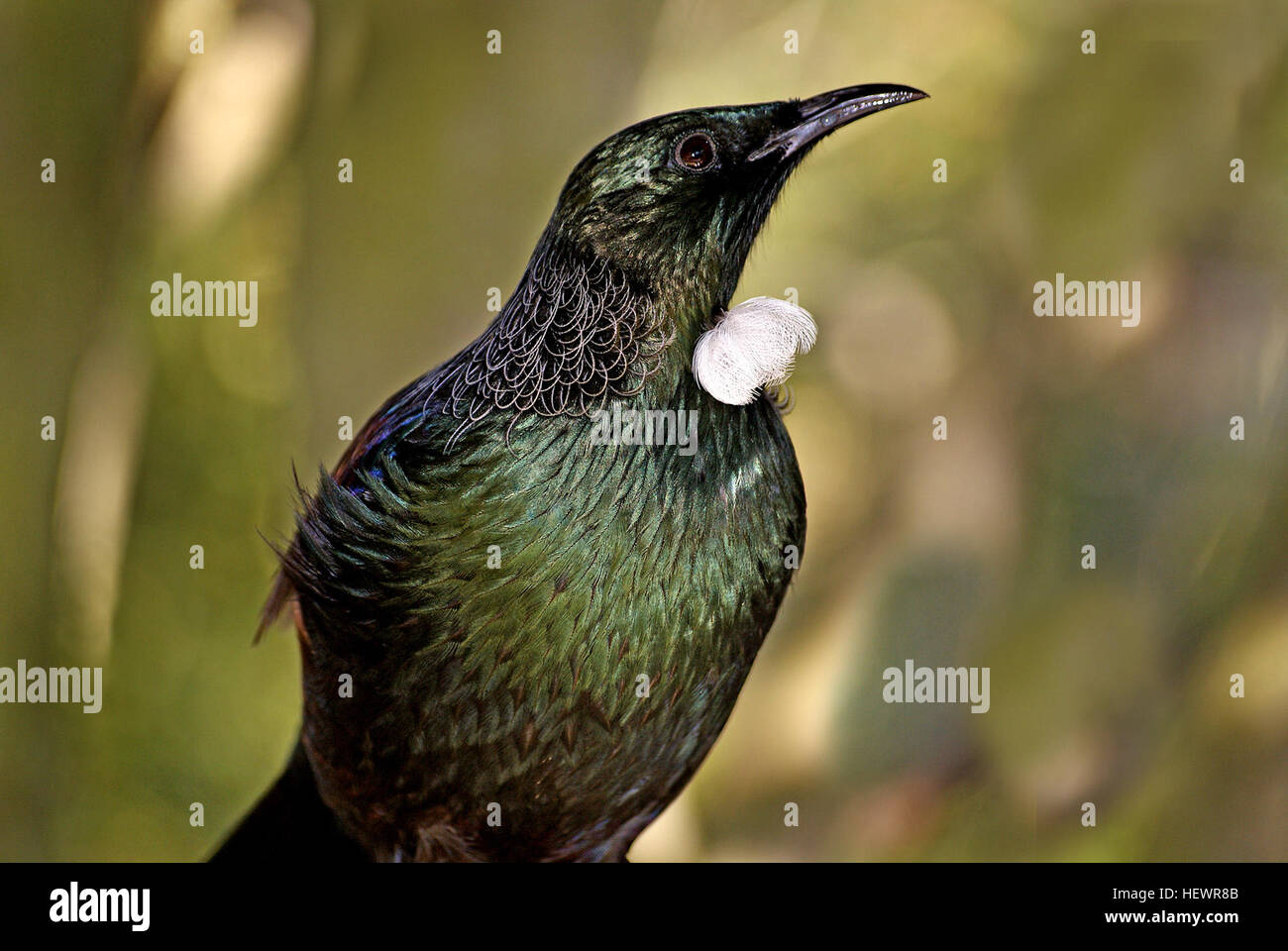 Le tui (Prosthemadera novaeseelandiae) est un grand oiseau passereau endémique de Nouvelle-Zélande, connu pour son chant distinctif et son aspect saisissant. Autrefois appelé « oiseau person » par les premiers colons européens, il est maintenant plus communément connu sous son nom maori, tui. En tant que membre de la famille des miels, il joue un rôle clé dans l’écosystème en pollinisant les fleurs indigènes. Banque D'Images