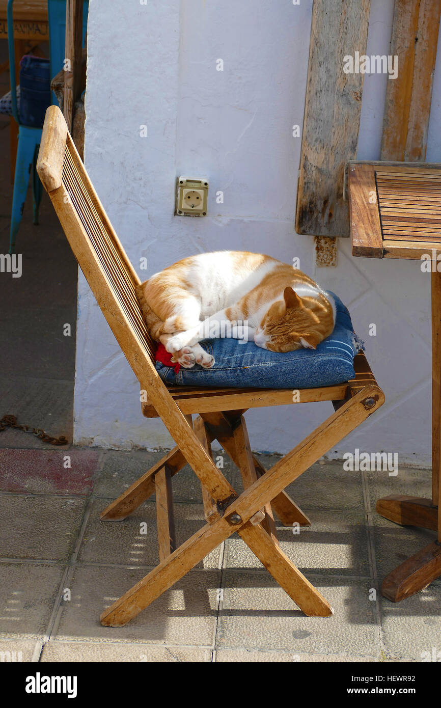Lors d'une sieste de chat. cat cafe Fuerteventura prendre une sieste entre les cours. Banque D'Images