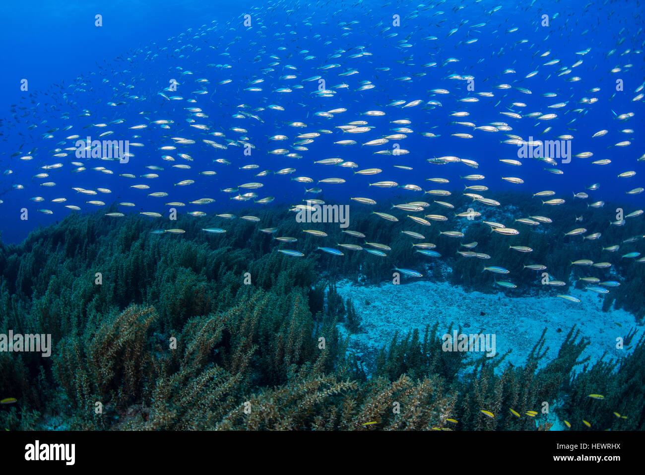 Au cours de natation de sardines reef, Cancun, Mexique Banque D'Images