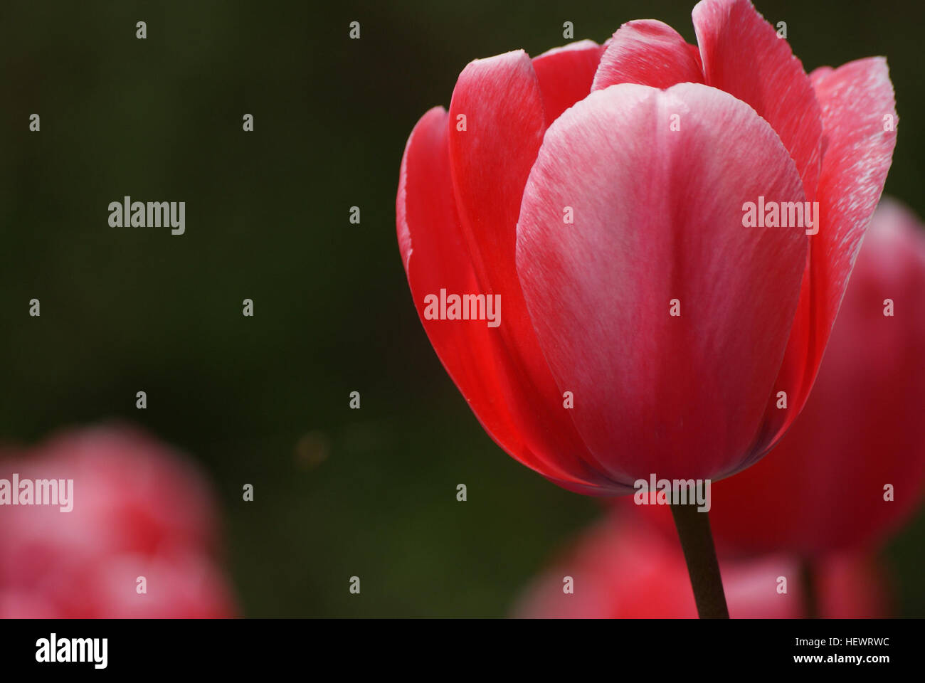 Un spectacle vibrant de tulipes rouges en pleine floraison, capturant l'essence du printemps. Ces fleurs sont connues pour leur couleur frappante et leur forme élégante, symbolisant le renouveau et la beauté. Les tulipes sont une fleur printanière populaire, fleurissant dans les jardins et les parcs, ajoutant luminosité et vie à la saison. Banque D'Images