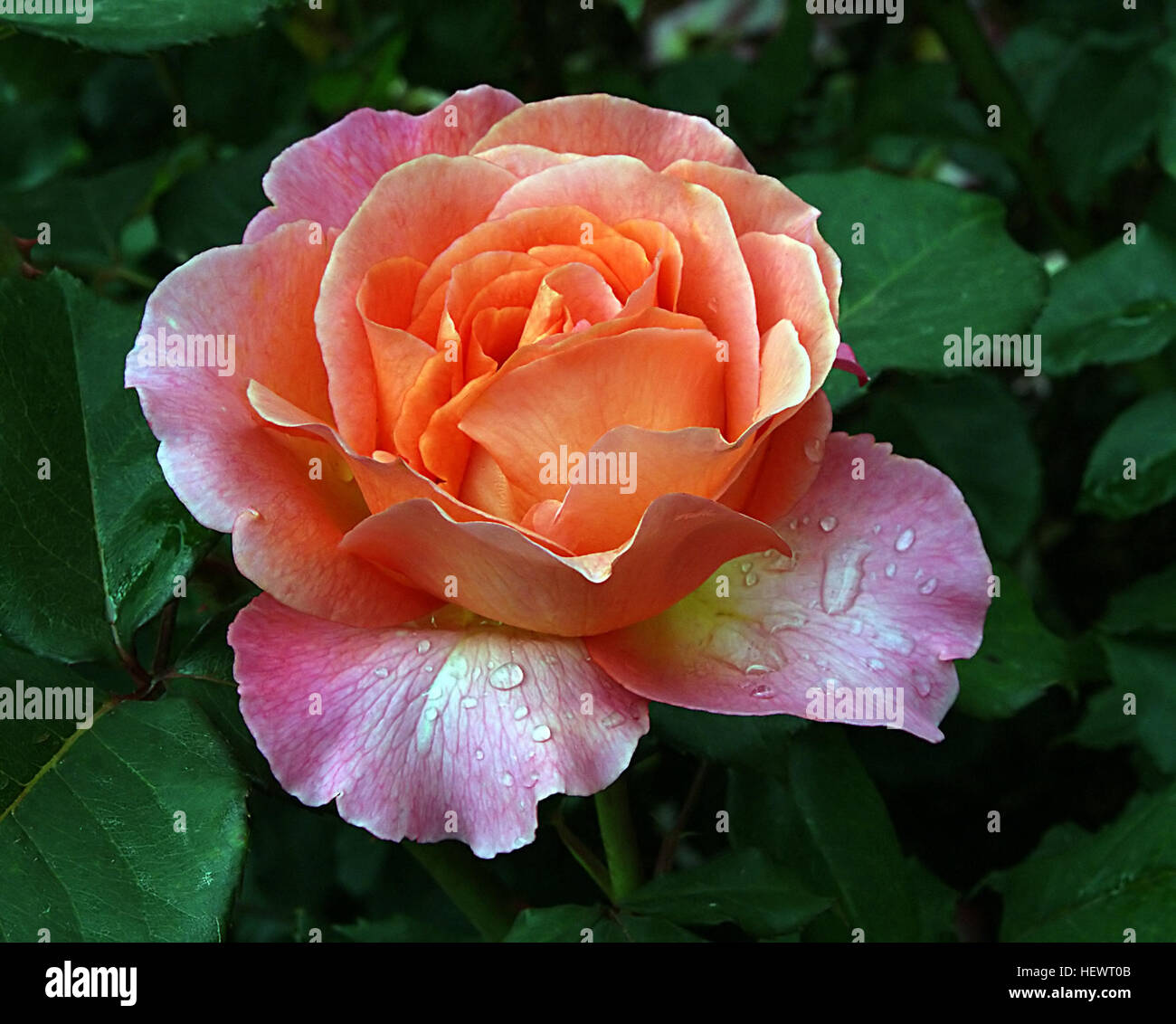 Ication (,),Fleurs,fleurs,Rose Typhoon,fleurs,roses,jardins Banque D'Images