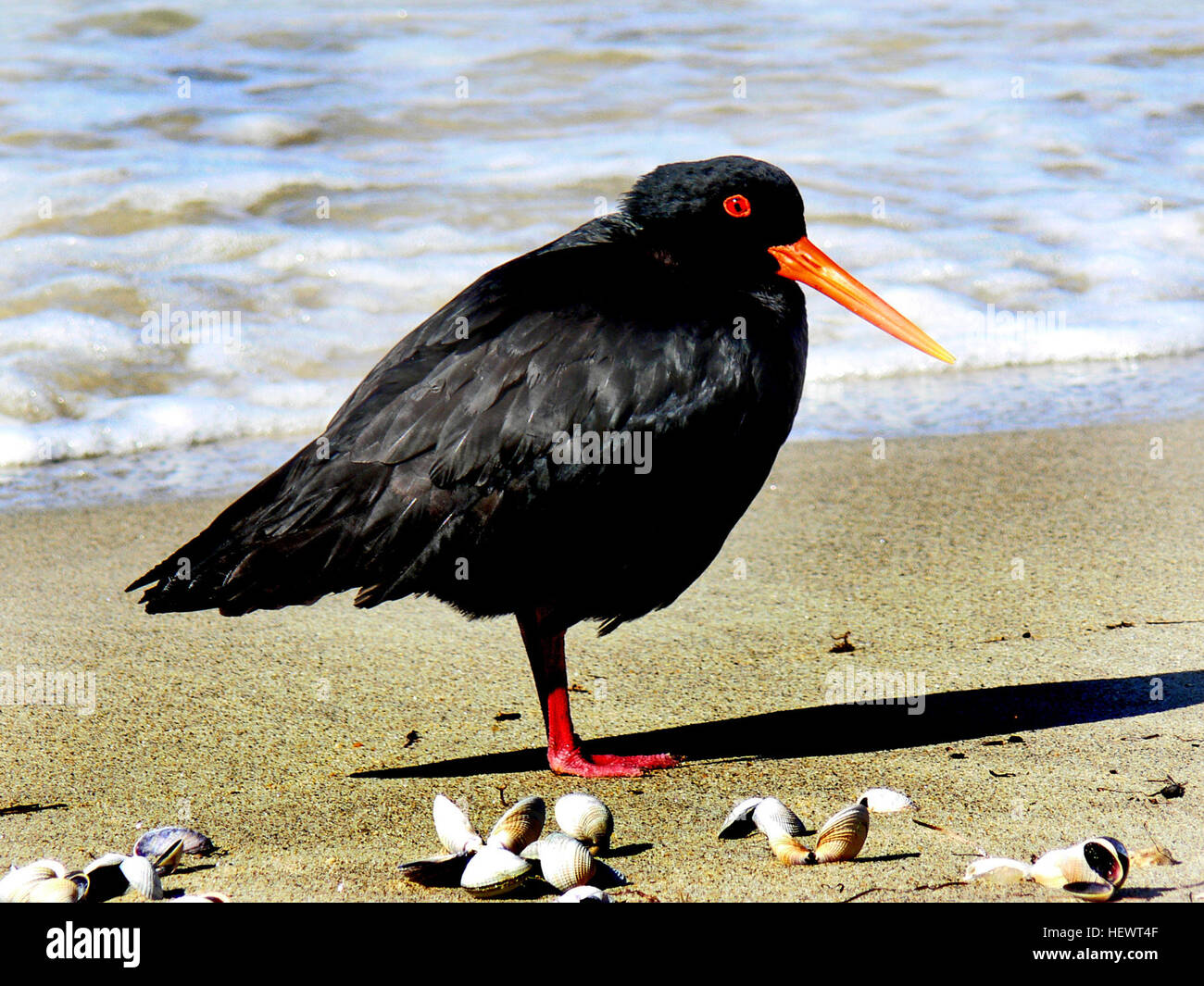 Le chasseur d'huîtres variable (Haematopus unicolor) est un oiseau indigène de Nouvelle-Zélande que l'on trouve sur des plages rocheuses et sablonneuses. Connu pour sa coloration noire et blanche distinctive, il a un bec rouge et des pattes roses. Cette espèce, répertoriée comme rare, est une partie importante des écosystèmes côtiers de Nouvelle-Zélande. Banque D'Images