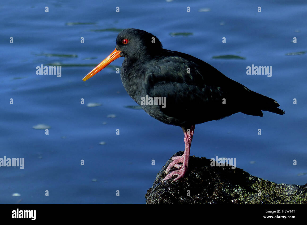 Le piège à huîtres variable (Haematopus unicolor), que l'on ne trouve qu'en Nouvelle-Zélande, est une espèce d'oiseau rare souvent observée sur les plages rocheuses et sablonneuses. Connu pour son plumage noir ou noir et blanc, son bec rouge et ses pattes roses, il est plus grand que le piège à huîtres à pied. Banque D'Images