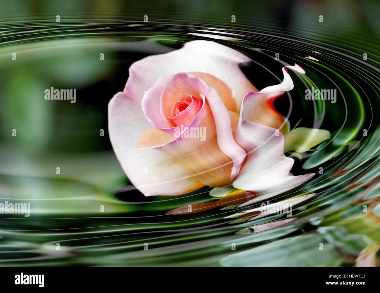 Cette image illustre l'effet ondulations de l'eau créé à l'aide du filtre Adobe Photoshop des plugins Redfield. Les ondulations réalistes de qualité 3D sont conçues pour améliorer les œuvres d'art et la photographie numériques, offrant des variations infinies pour une utilisation créative. Banque D'Images