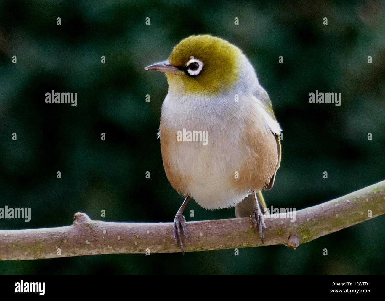 Le Silvereye également Connu Sous Le Nom De Wax Eye Ou