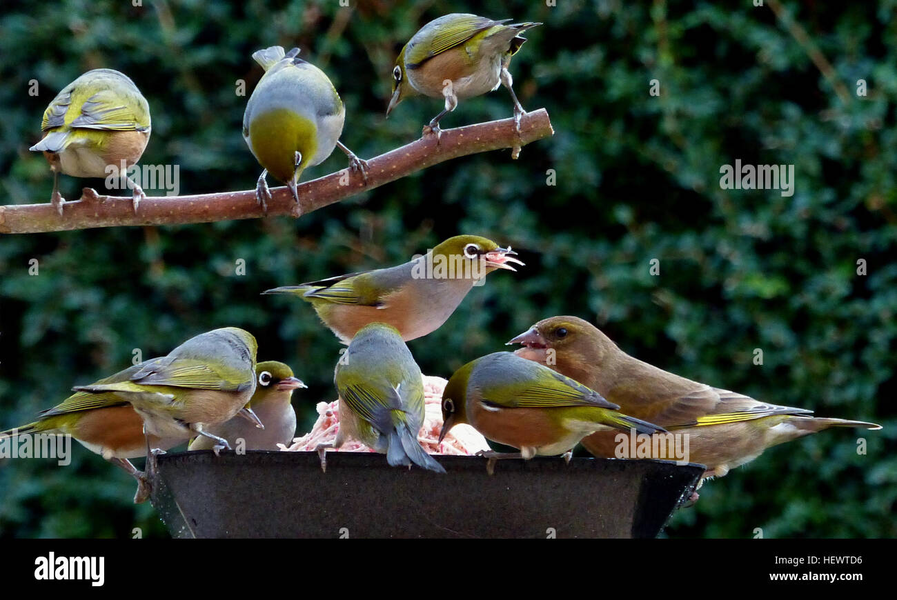 Le Silvereye également Connu Sous Le Nom De Wax Eye Ou