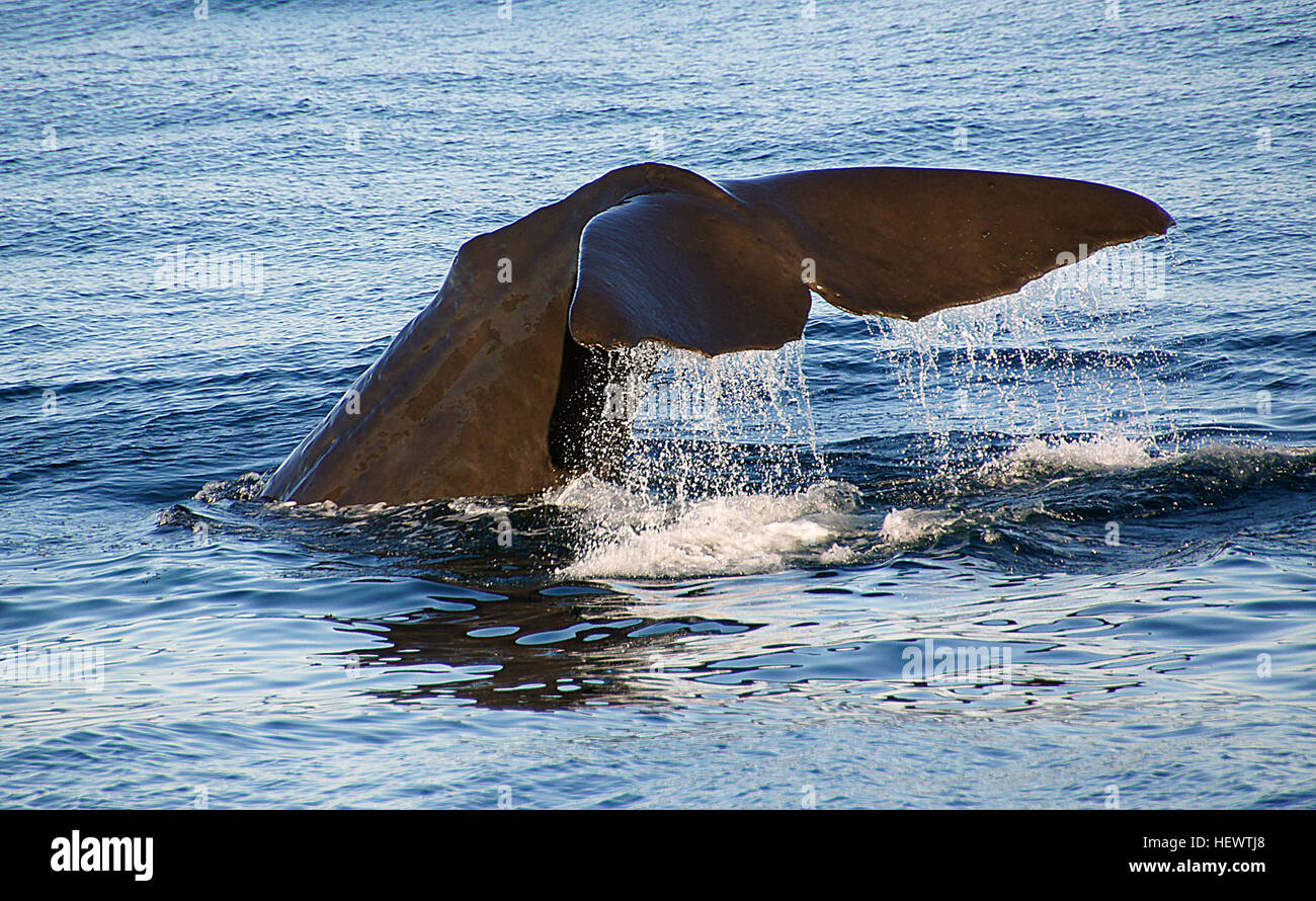 ,,Nouvelle-zélande,mammifères marins,Cachalot Baleine Baleine,fluke,Whale Watch Kaikoura,queues Banque D'Images