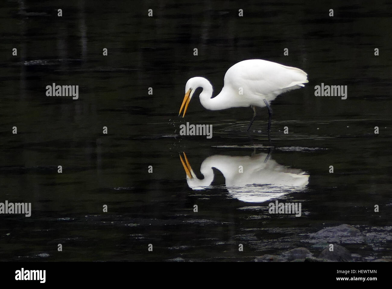 Le héron blanc (Egretta alba modesta) est un oiseau distribué dans le monde entier trouvé dans les régions tropicales et tempérées, y compris l'Inde, la Chine, le Japon, l'Australie, et la Nouvelle-Zélande. Ses élégants panaches blancs sont très appréciés, en particulier dans sa gamme asiatique. En Nouvelle-Zélande, c'est un spectacle rare et probablement tout au long de l'histoire. Banque D'Images