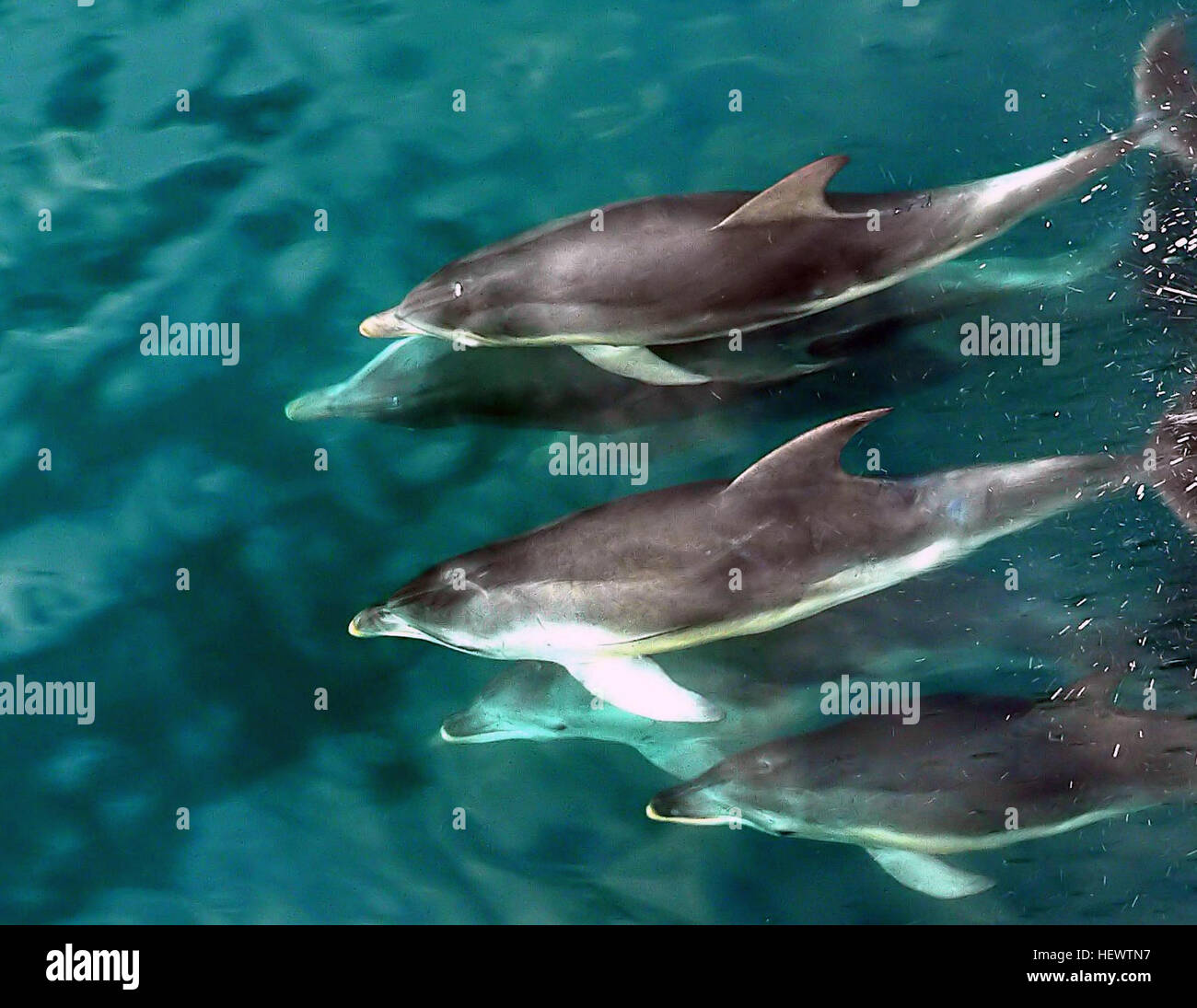 Les grands dauphins sont des mammifères marins très sociaux connus pour leur comportement ludique, sautant souvent et nageant dans des gousses. Ils se trouvent dans les eaux côtières chaudes et constituent une partie importante des écosystèmes marins. Les grands dauphins se caractérisent par leur nageoire dorsale courbée et leurs corps longs et minces. Banque D'Images