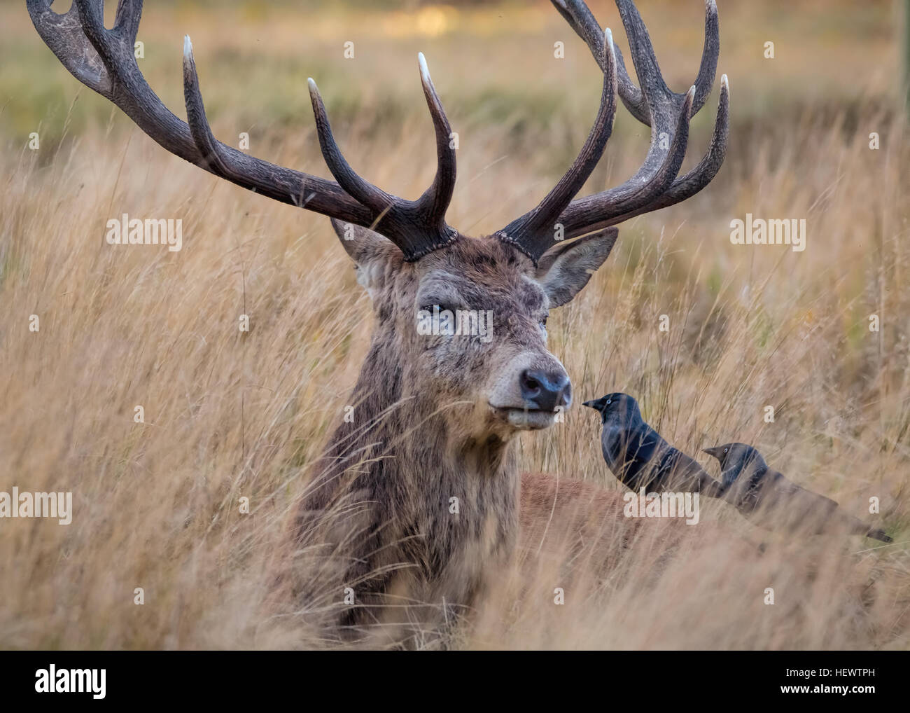 Deer Stag fixant avec des oiseaux sur le dos. Banque D'Images