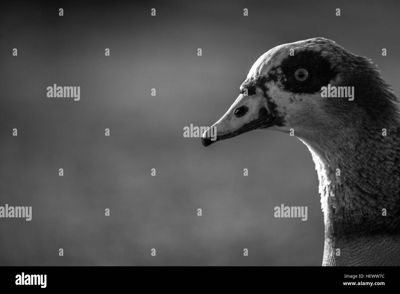 Egyptian goose à Richmond Park à Londres, Royaume-Uni. Banque D'Images