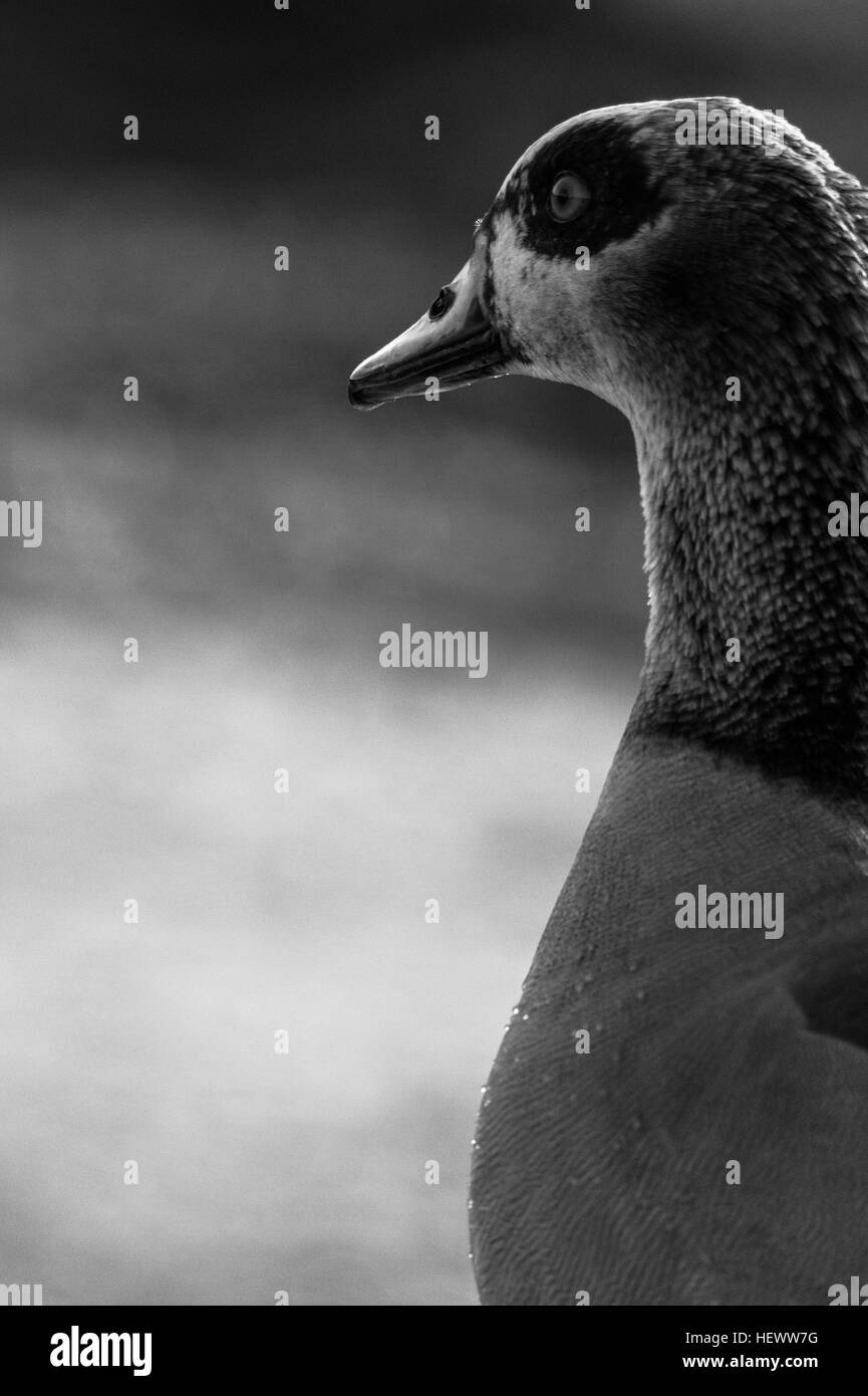 Egyptian goose à Richmond Park à Londres, Royaume-Uni. Banque D'Images