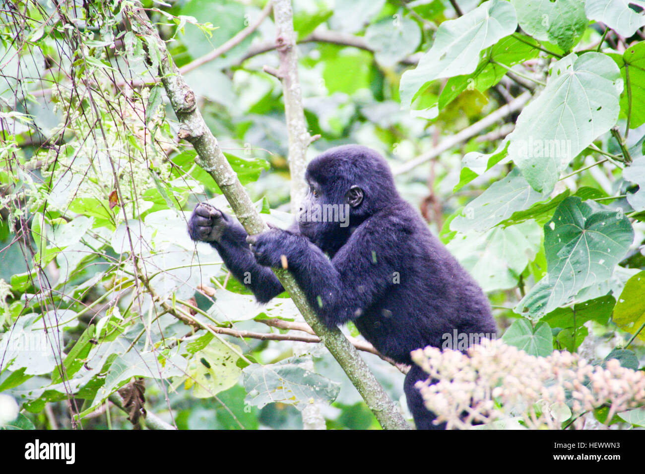 Bébé gorille de montagne Banque D'Images