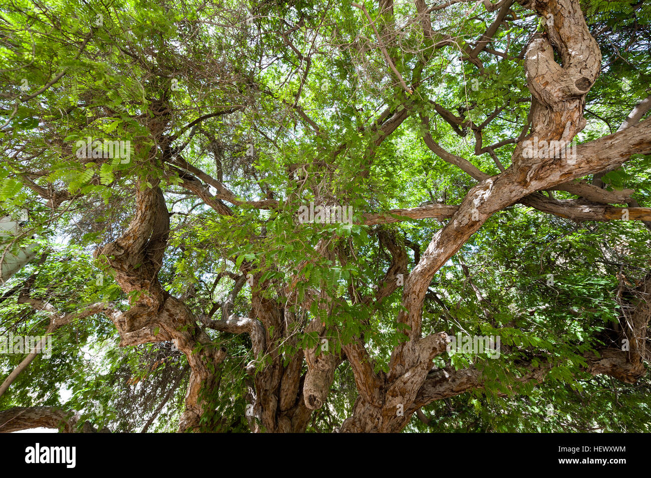 L'immense verrière d'un arbre Ghaf dans la communauté square d'un village de montagne. Banque D'Images