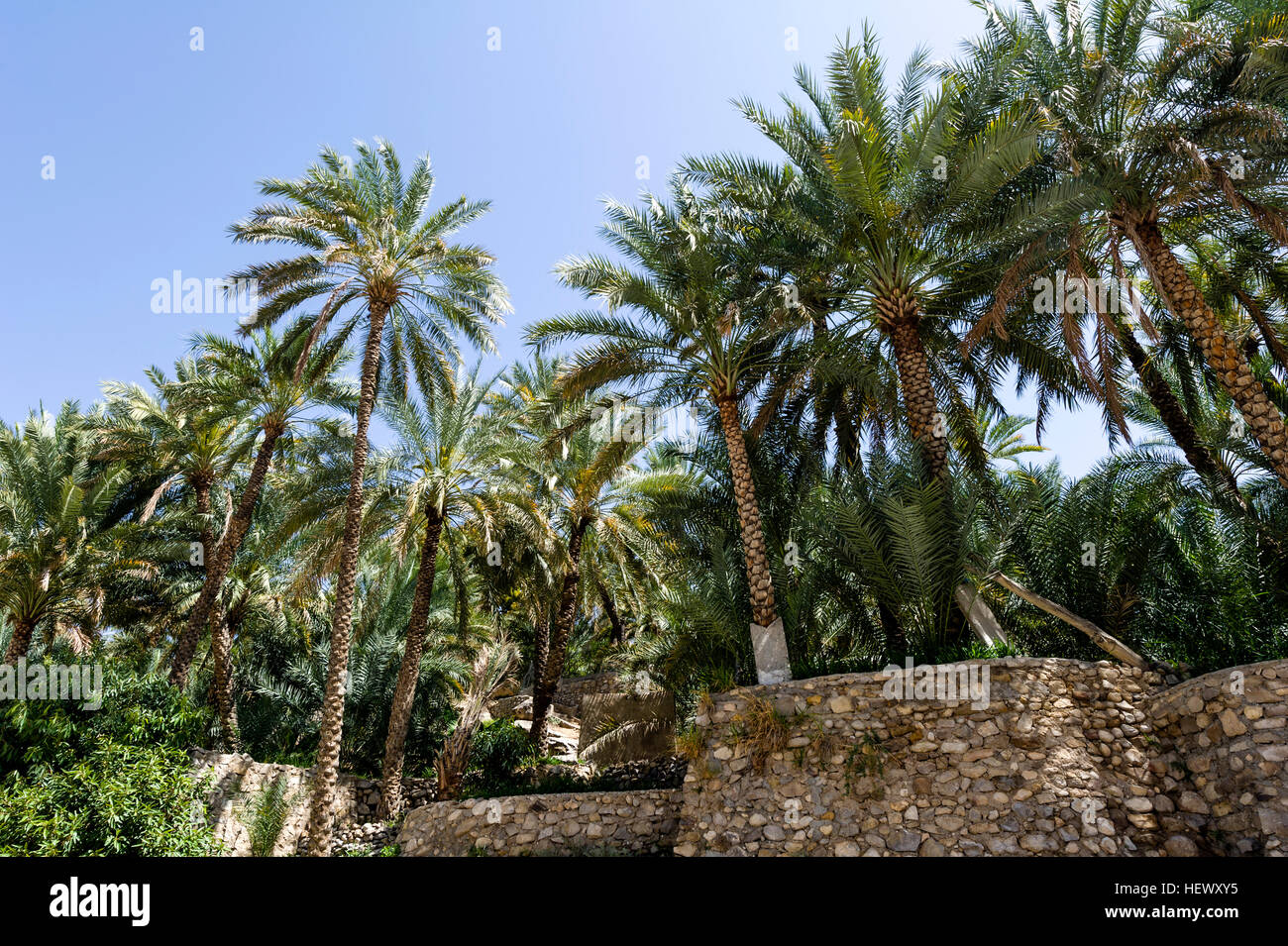 Palmiers poussent sur wlled jardins en terrasse près de la côte d'un wadi. Banque D'Images