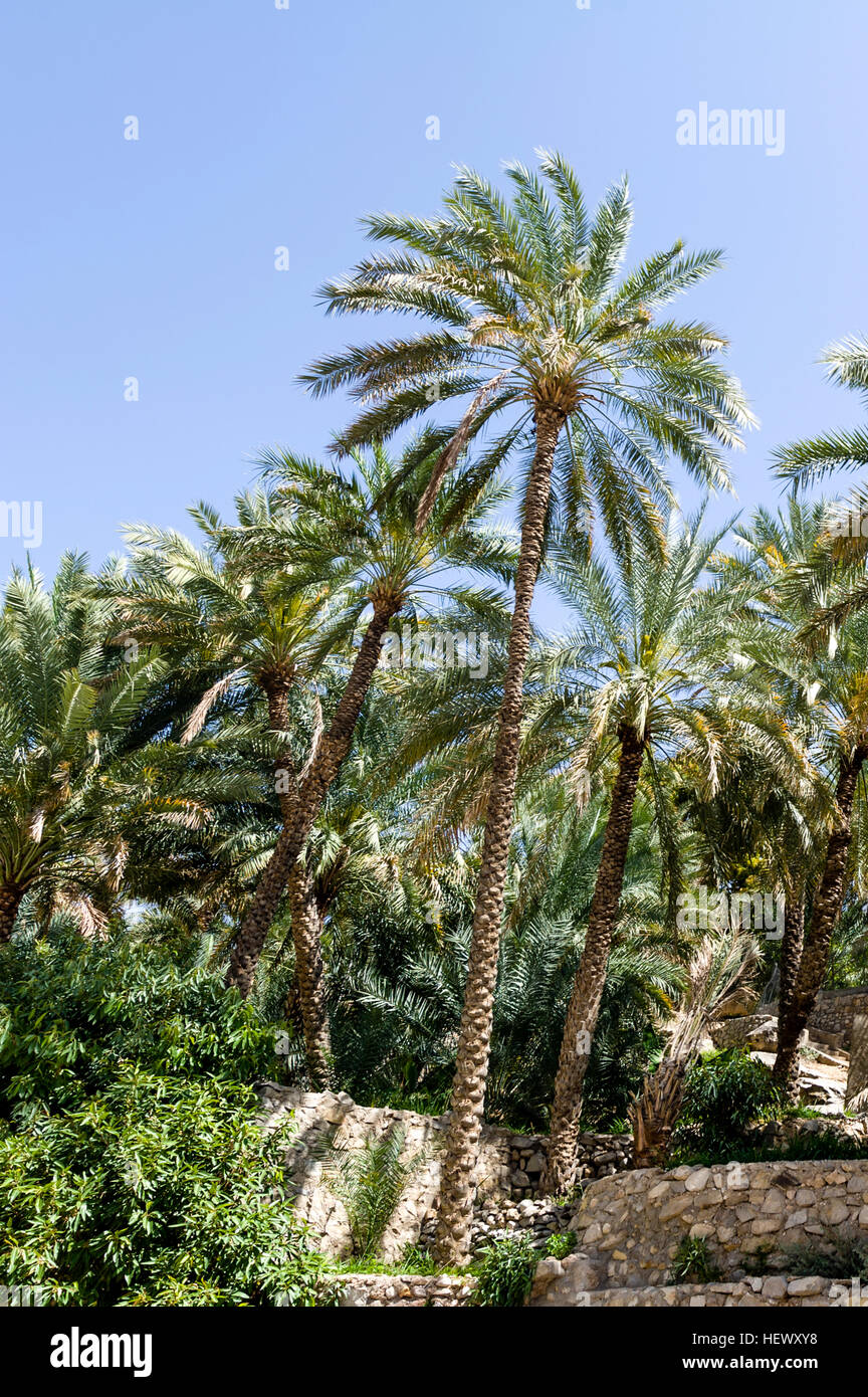 Palmiers poussent sur terrasse jardins près de la rive d'un wadi. Banque D'Images