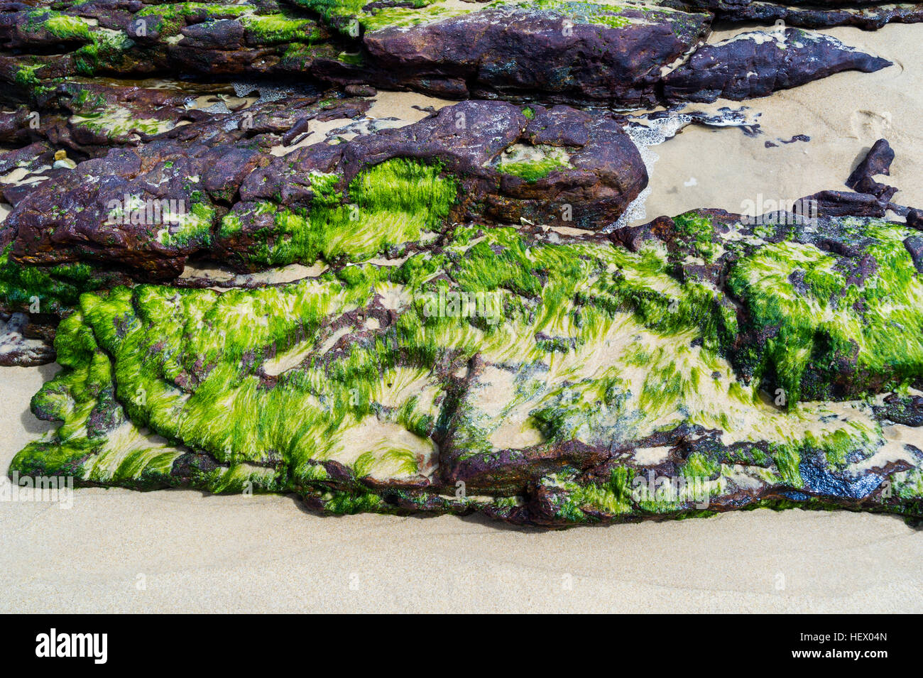 Des roches couvertes d'algues exposées sur la plage à marée basse. Banque D'Images