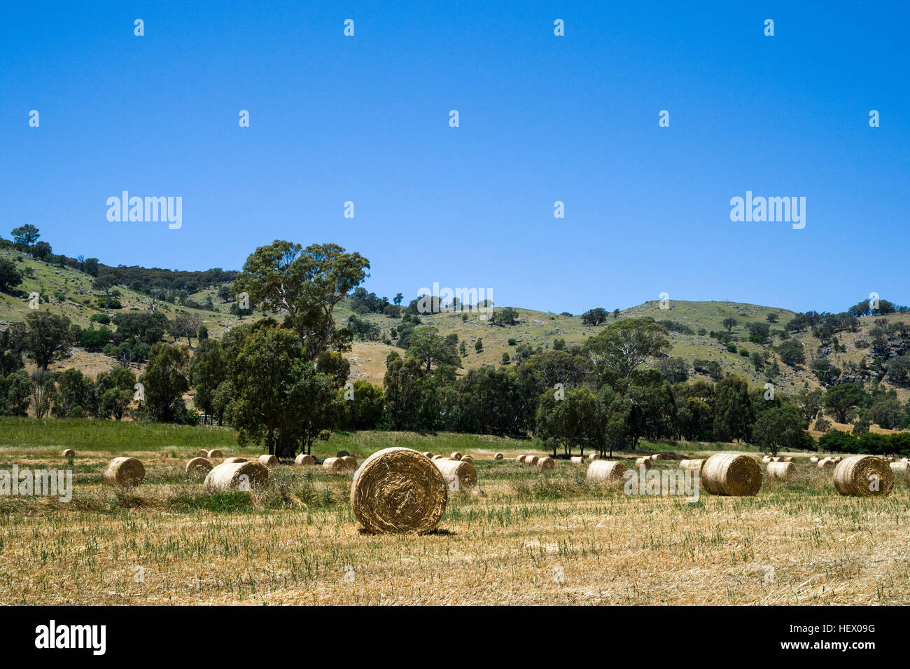 Ballots de foin oaten roulées dans un enclos de ferme. Banque D'Images