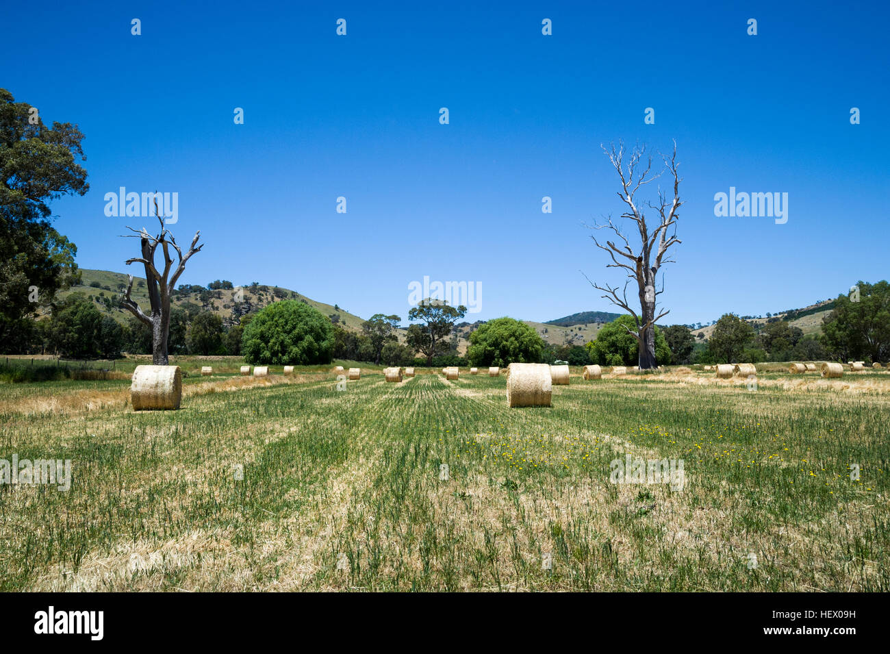 Ballots de foin oaten roulées dans un enclos de ferme. Banque D'Images