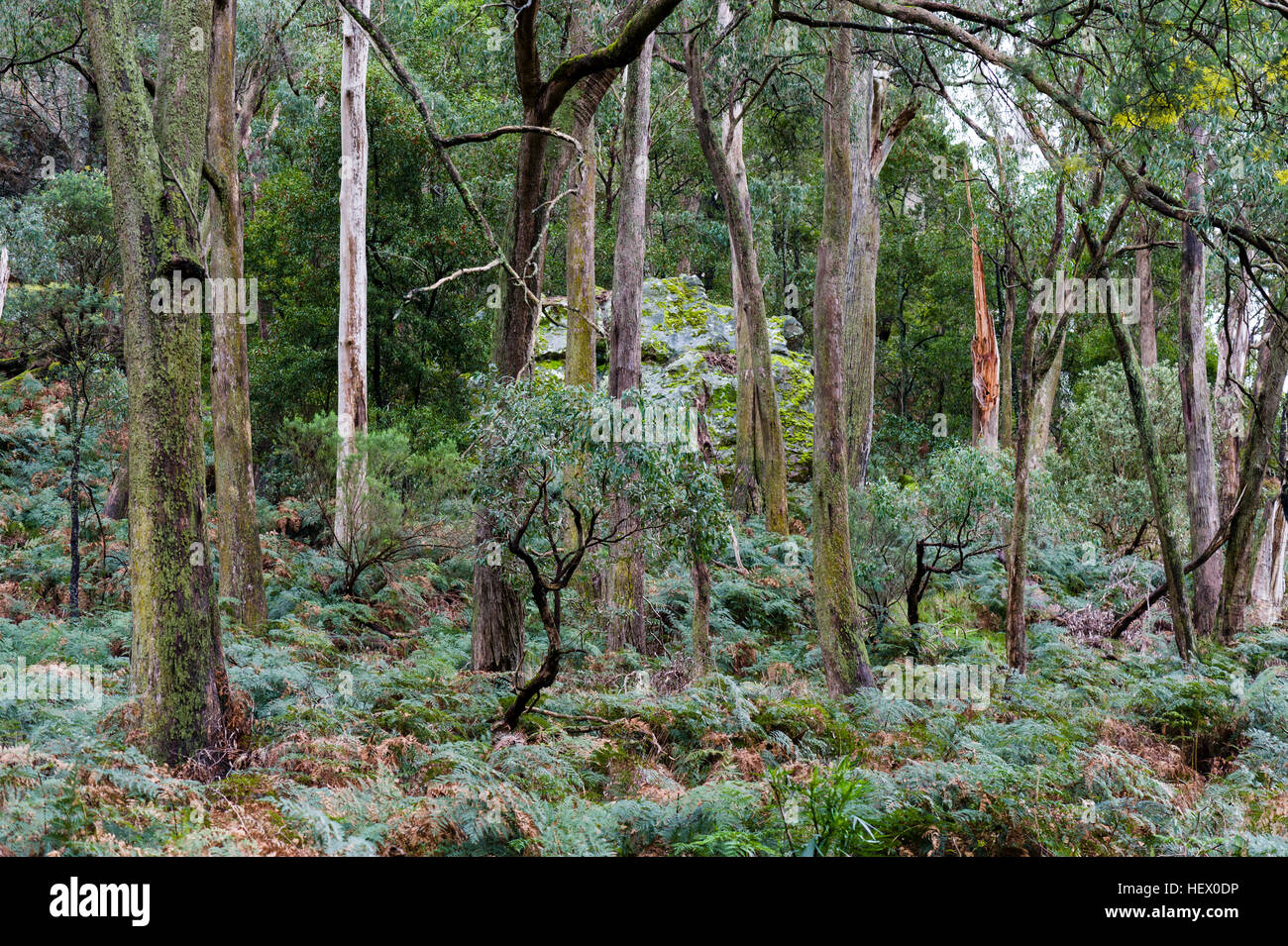 Une forêt d'eucalyptus, bois niché parmi les rochers des solvsbergite. Banque D'Images