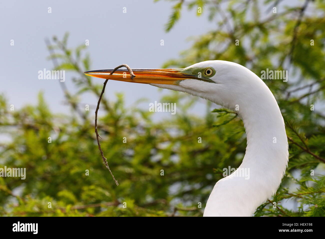 Une grande aigrette Ardea alba, avec brindille dans son bec. Banque D'Images