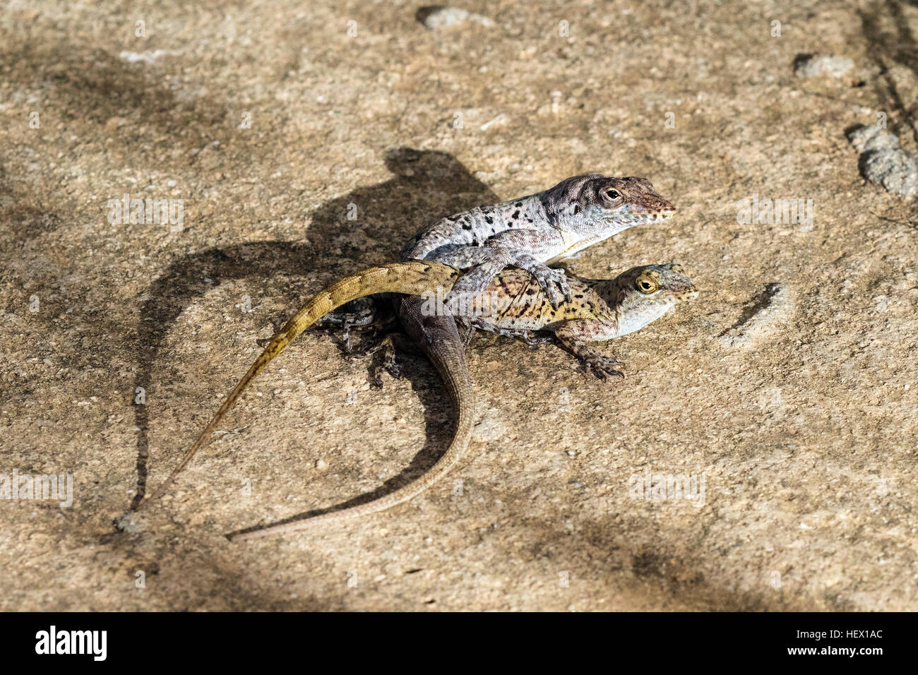 Une paire de Bonaire les anolis, Anolis bonairensis, l'accouplement sur un trottoir. Banque D'Images