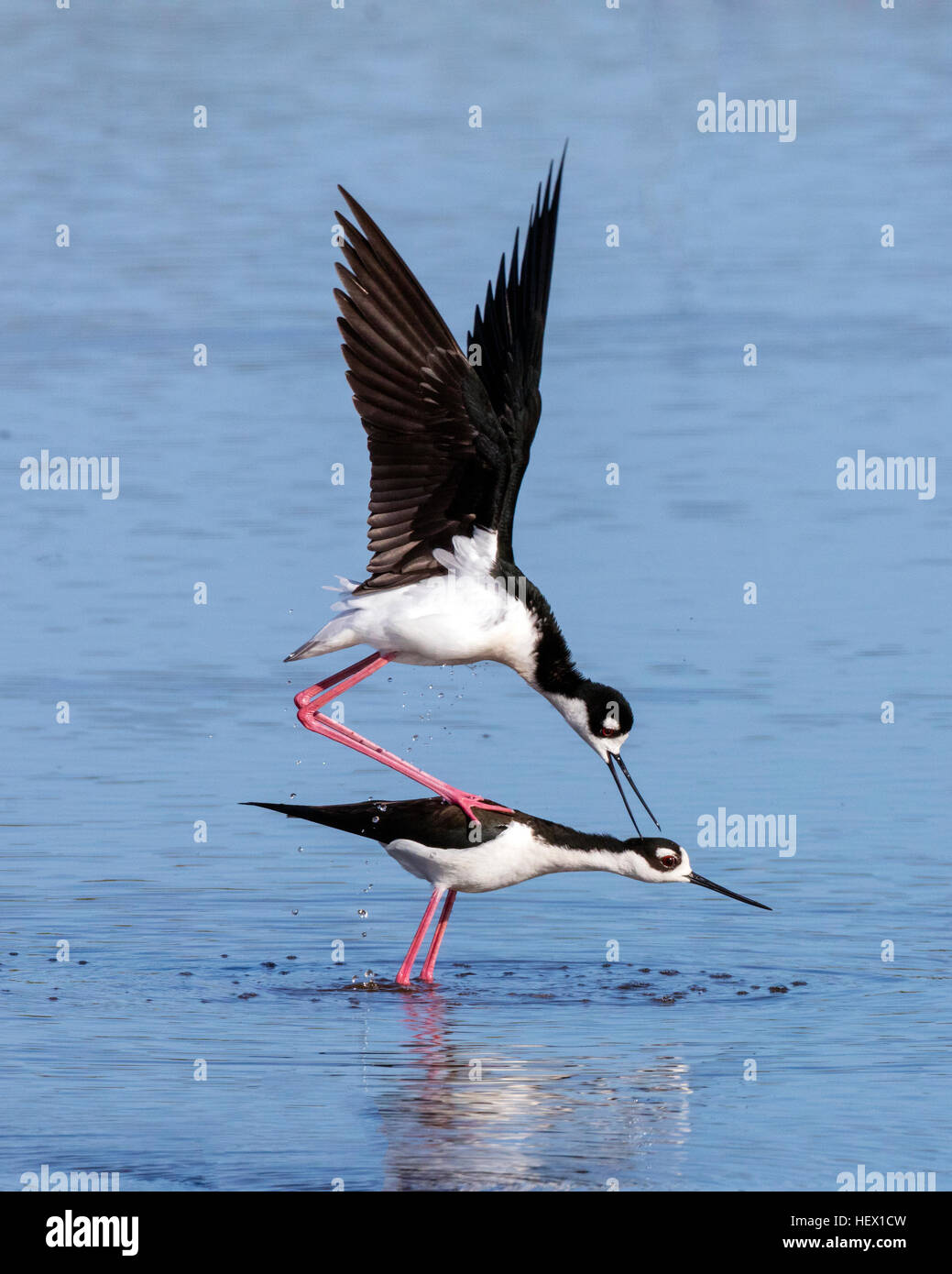 Une paire d'échasses, noire Himantopus mexicanus, préparation de l'accoupler. Banque D'Images