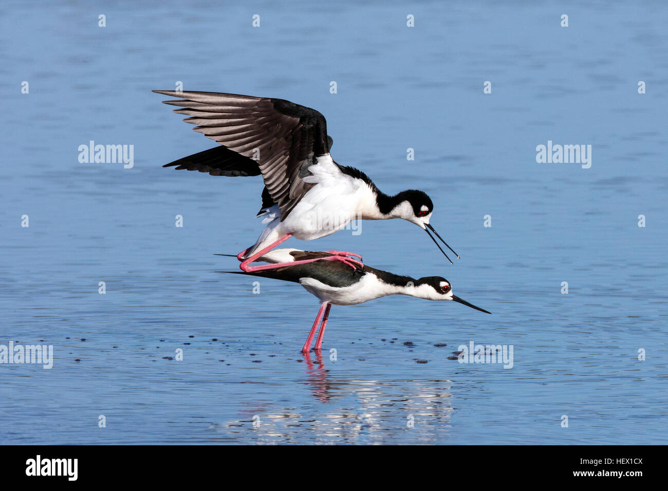 Une paire d'échasses, Noire Himantopus mexicanus, l'accouplement. Banque D'Images