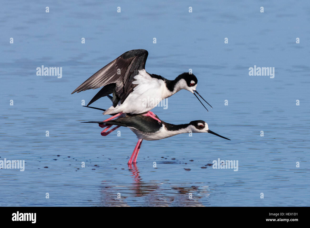Une paire d'échasses, Noire Himantopus mexicanus, l'accouplement. Banque D'Images
