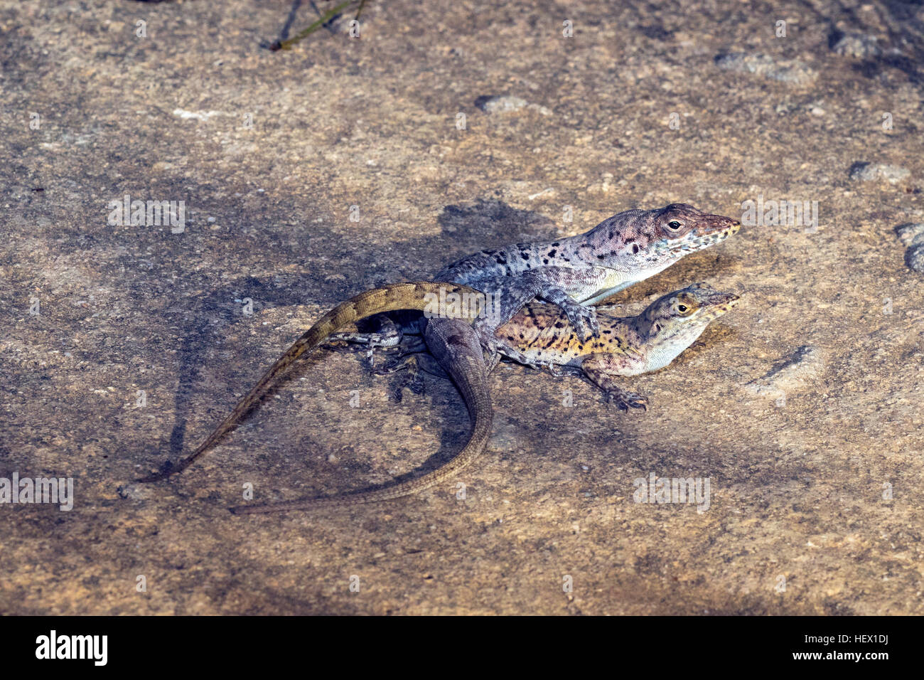 Une paire de Bonaire les anolis, Anolis bonairensis, l'accouplement sur un trottoir. Banque D'Images