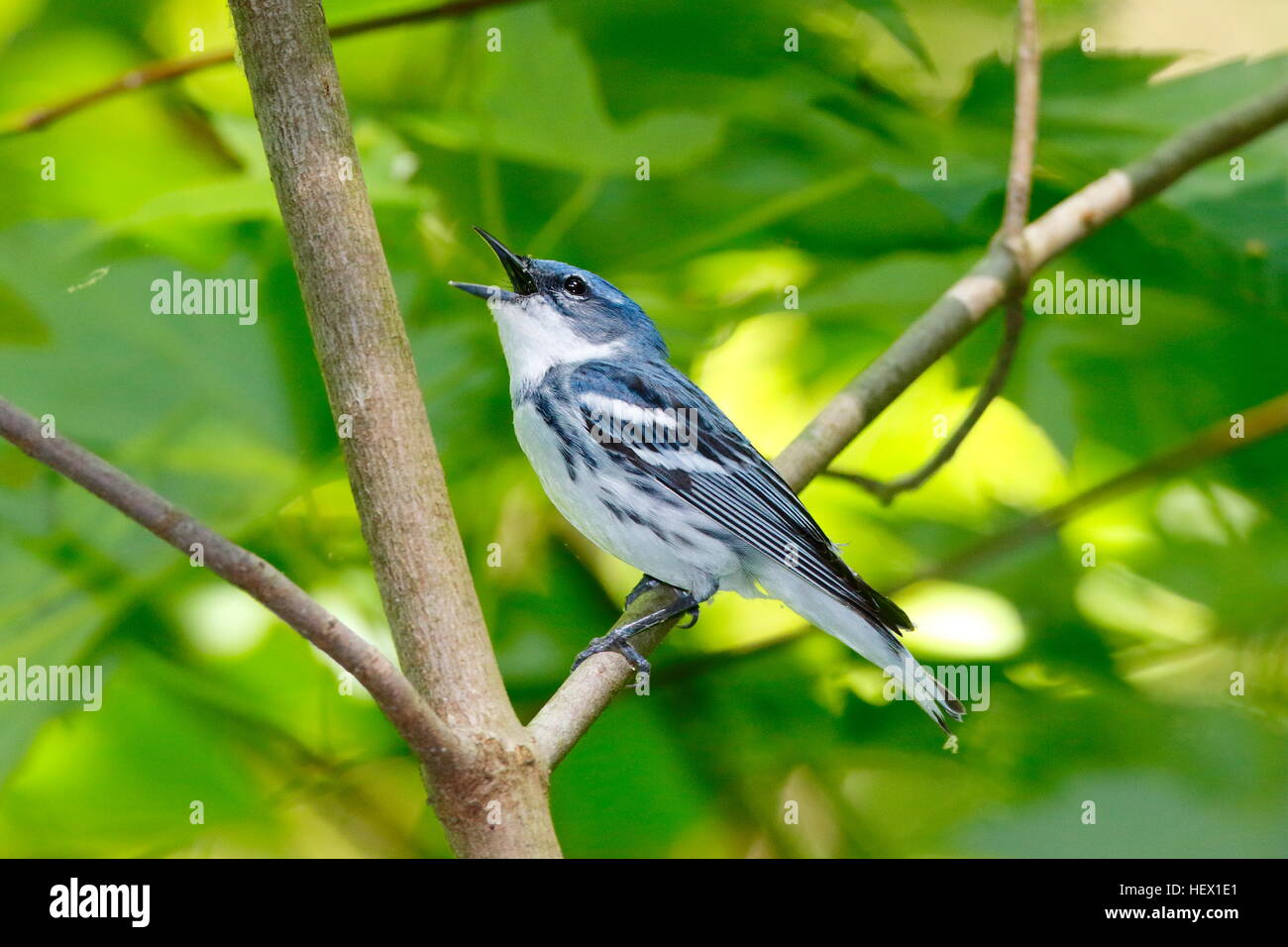 Une Paruline azurée, Setophaga cerulea, perché sur la branche d'un arbre. Banque D'Images