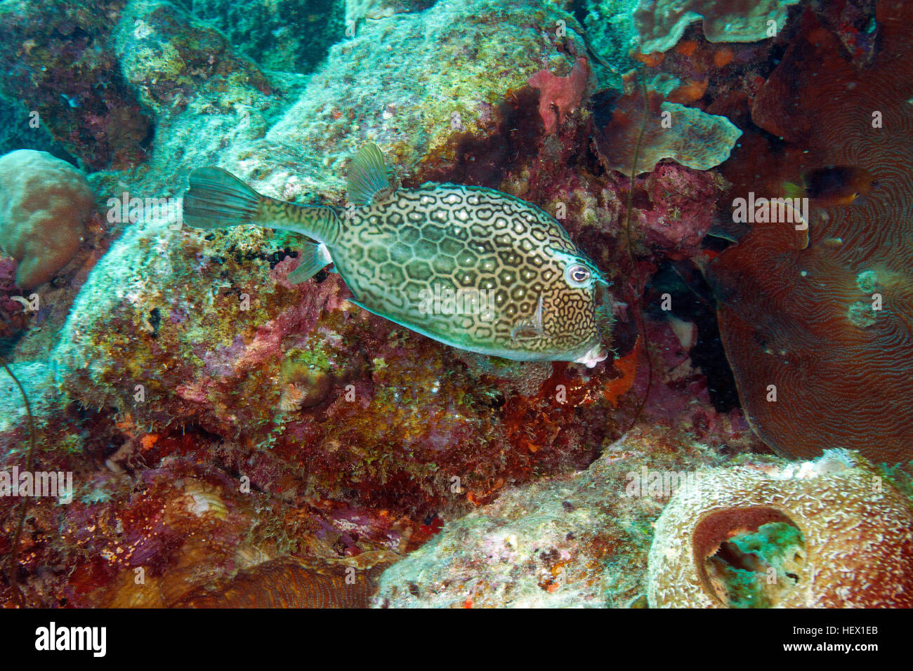 Un cowfish Acanthostracion polygonius, Honeycomb, natation dans un récif des Caraïbes. Banque D'Images