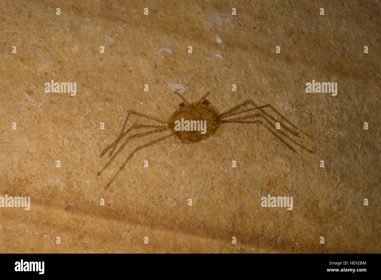 Crabe fossile, Talamocarcinus sp., période jurassique, pierre Solnhofen, Allemagne Banque D'Images