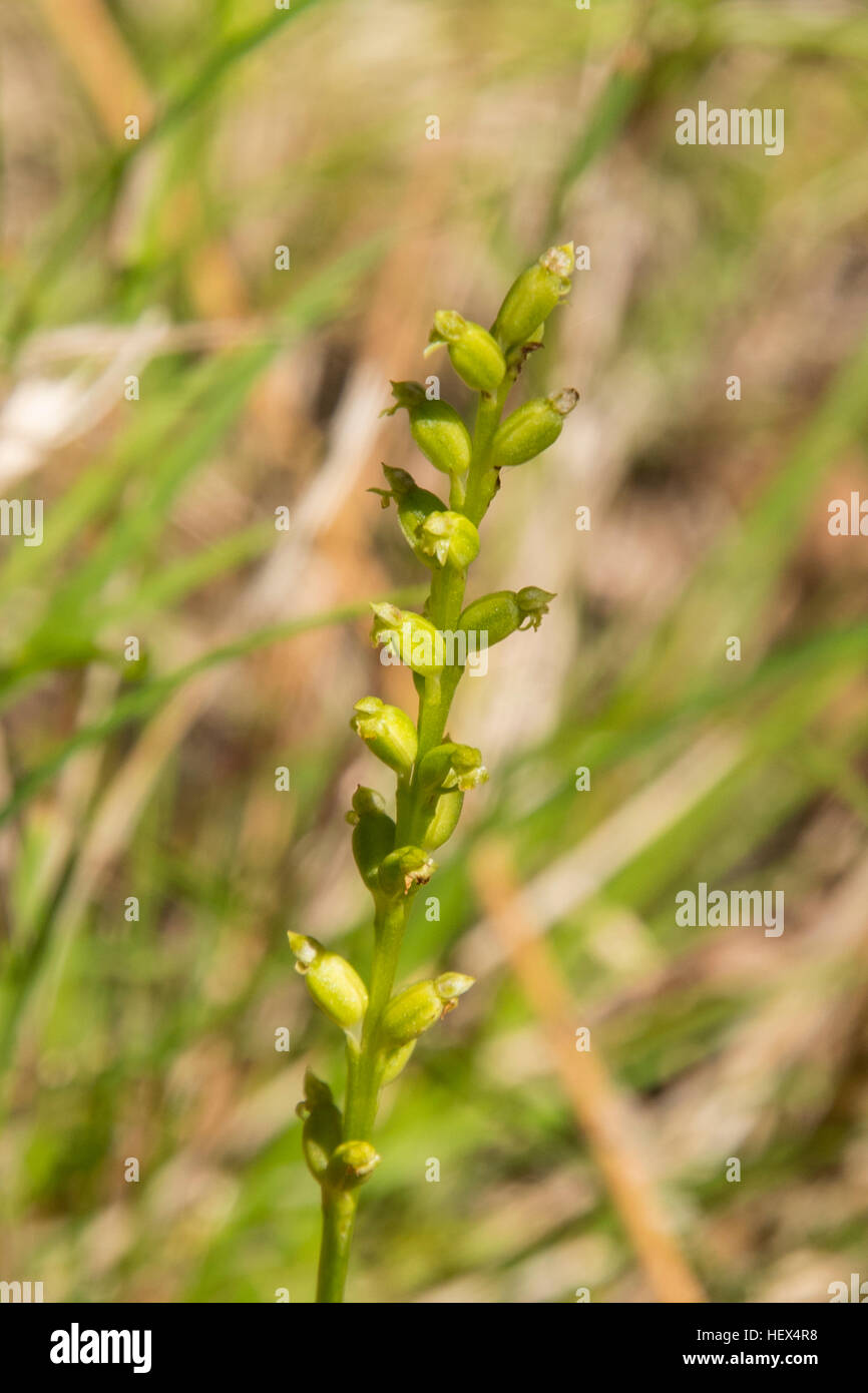 Microtis arenaria, Onion-Orchid cranté dans la réserve Flora de Baluk Willam, Belgrave Sud, Victoria, Australie Banque D'Images