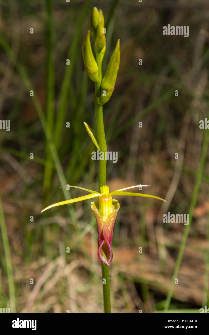 Cryptostylis subulata, grande langue Orchid à Baluk Flore Willam Réserver, Belgrave Sud, Victoria, Australie Banque D'Images