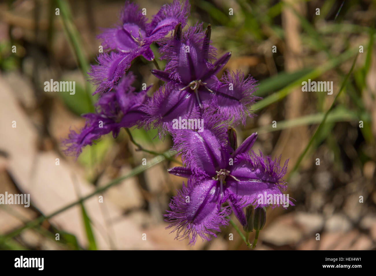 Thysanotus tuberosus, Fringe commun Lily in Baluk Flore Willam Réserver, Belgrave Sud, Victoria, Australie Banque D'Images