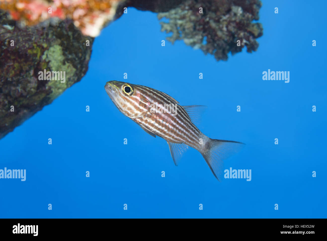 Largetoothed Cardinalfish, Pacific tiger kaudern ou big-dents Cheilodipterus macrodon) cardinal (près de nage sur les récifs coralliens de la mer Rouge, l'arrière-plan, Banque D'Images