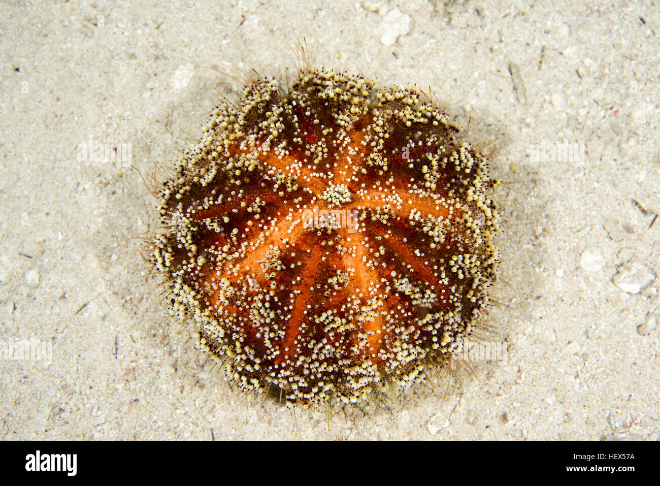 Cuir toxiques ou de l'Oursin oursin de feu de la mer Rouge (Asthenosoma marisrubri) Mer Rouge, Sharm El Sheikh, Sinaï, Egypte Banque D'Images
