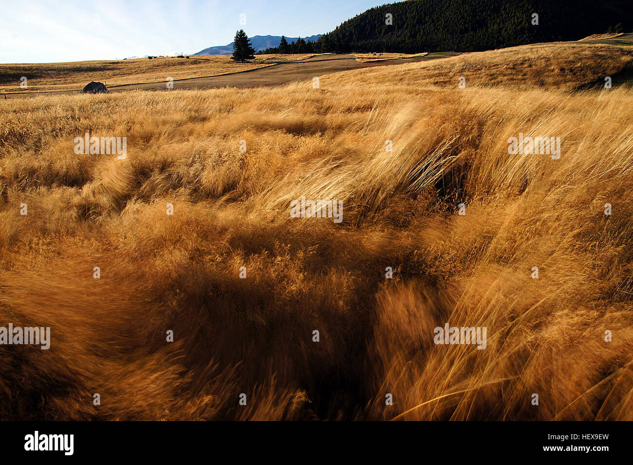 Les pâturages de montagne en Nouvelle-Zélande, en particulier autour du lac Tekapo, sont dominés par l'herbe brune. Les têtes de graine de l’herbe créent une couverture brune continue, donnant au paysage son aspect caractéristique. Photo prise avec un appareil photo Sony DSLR-A580. Banque D'Images