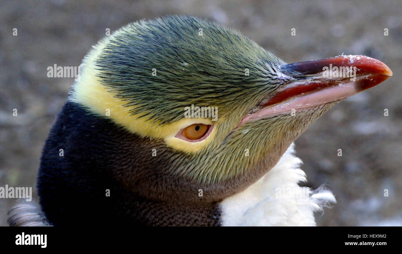 Unique en Nouvelle Zélande, l'hoiho, ou jaune-eyed penguin, est pensé pour être un des plus rares espèces de pingouins. Yellow-eyed pingouins/hoiho sont trouvés le long du sud-est de l'île du Sud et sur la péninsule de Banks, sur l'île Stewart/Rakiura et ses valeurs aberrantes, l'île de morue/Whenua Hou, les îles Auckland et Campbell Island. Les Yellow-eyed penguin/hoiho (Megadyptes antipodes) est nommé en raison de ses iris jaune et jaune distinctif head. Banque D'Images