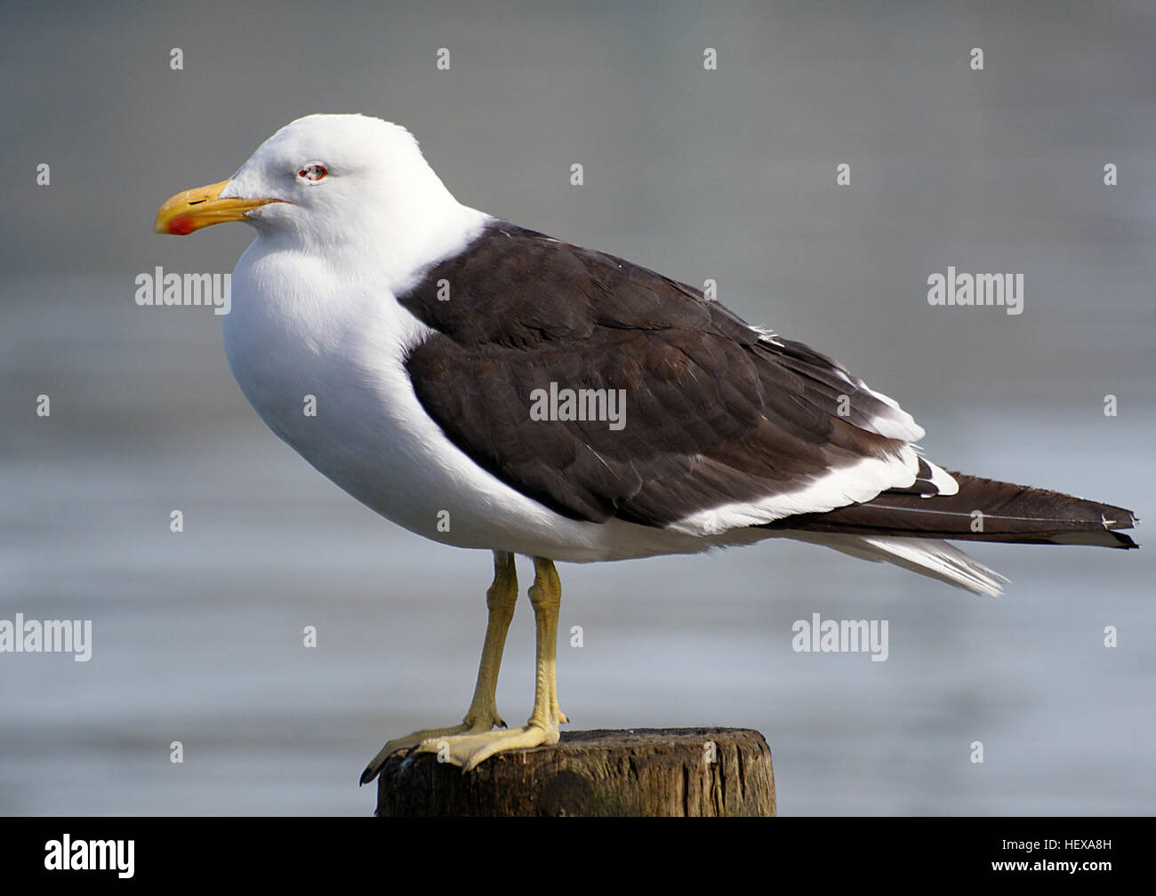 Le grand goéland à dos noir, ou plus grand goéland à dos noir, est la plus grande espèce de la famille des goélands. Connu pour ses ailes noires frappantes et son corps blanc, cet oiseau est communément trouvé le long des côtes dans les régions nordiques et joue un rôle clé dans les écosystèmes côtiers. Banque D'Images