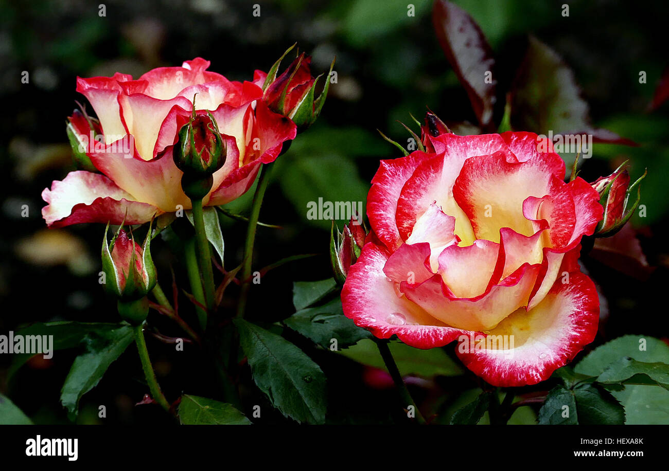 La rose 'Betty Boop' est une variété de floribunda connue pour sa croissance verticale, ses fleurs blanches ivoire aux bords rouges et ses pétales semi-doubles. Il a des feuilles rouge foncé qui mûrissent en vert brillant et est légèrement parfumé. Il ne produit pas de hanches. Banque D'Images