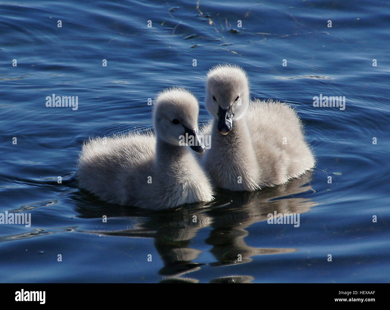 Le cygne noir australien, scientifiquement connu sous le nom de Cygnus atratus, est remarquable pour son plumage noir saisissant et ses plumes blanches de vol. Ses poussins sont gris clair, ce qui les distingue facilement des adultes. Banque D'Images