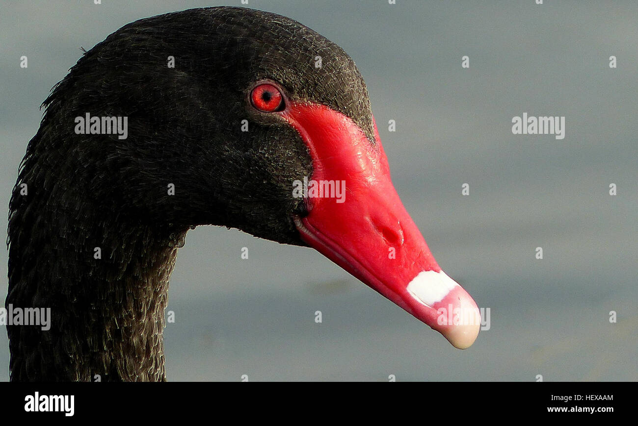 Le cygne noir (Cygnus atratus) est le plus grand oiseau des zones humides de Nouvelle-Zélande, mesurant 1,2 mètres de haut et pesant 5-6 kg. Introduite à l'origine en Australie dans les années 1860, la population a augmenté de manière significative, ce qui a conduit à des débats sur la question de savoir si davantage d'oiseaux sont arrivés indépendamment. Il est connu pour son plumage noir et son bec rouge, ainsi que pour son aspect distinctif ressemblant à un bugle. Banque D'Images