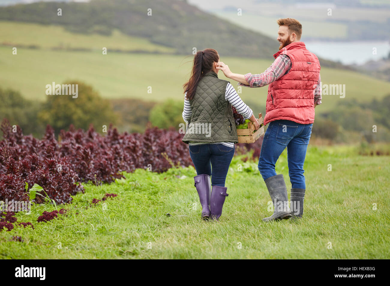 Vue arrière du couple sur la laitue de récolte agricole Banque D'Images