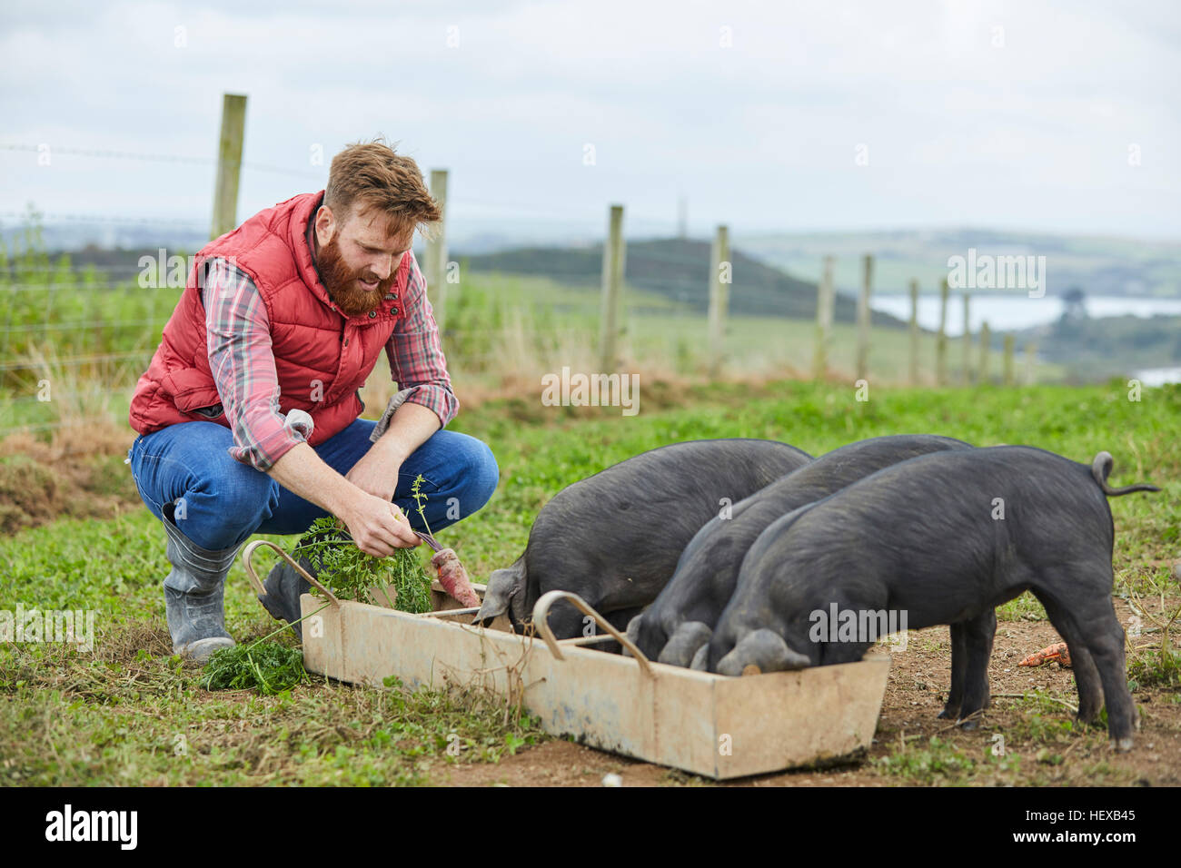 L'homme sur l'alimentation des porcelets de la ferme Banque D'Images