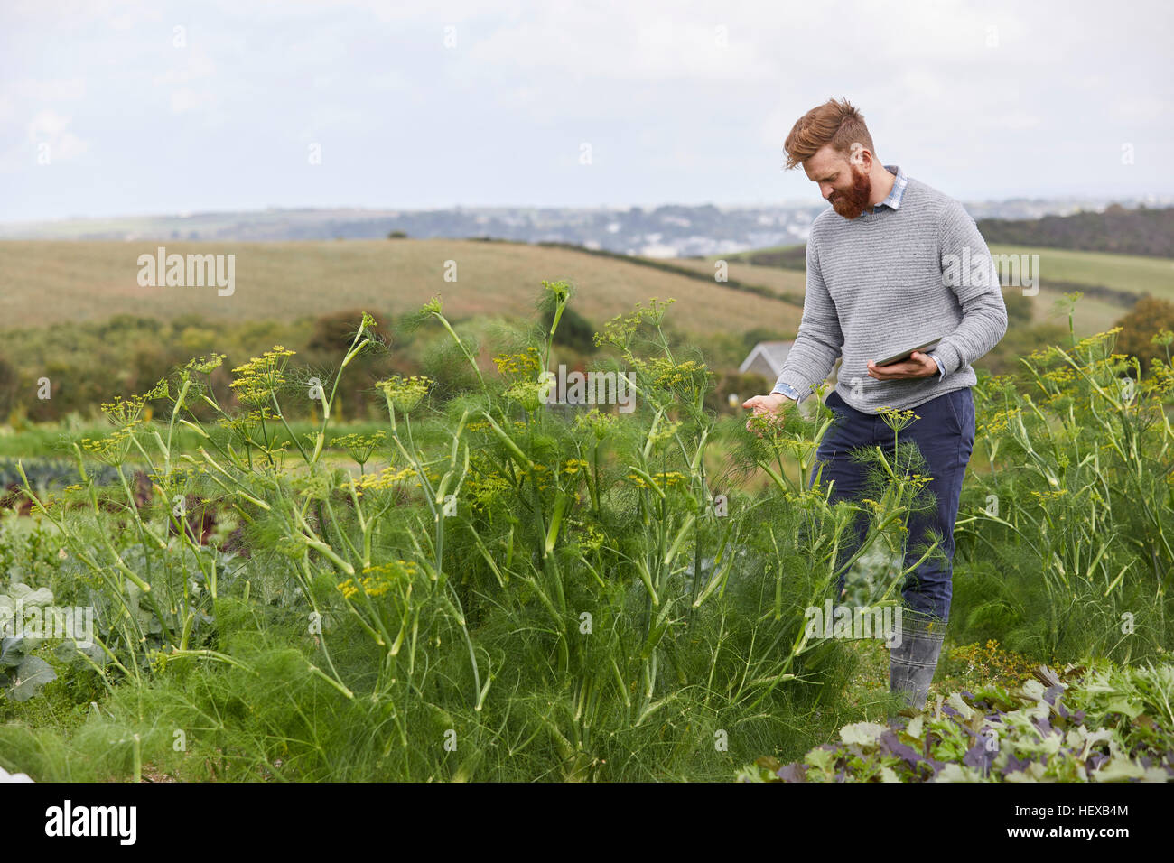 L'homme sur les terres agricoles using digital tablet Banque D'Images
